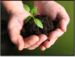 A pair of hands holding earth and a seedling. Pre-launch of the ESDC Mentoring Program