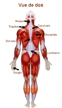 Schéma corporel - Vue de dos