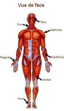 Schéma corporel - Vue de face